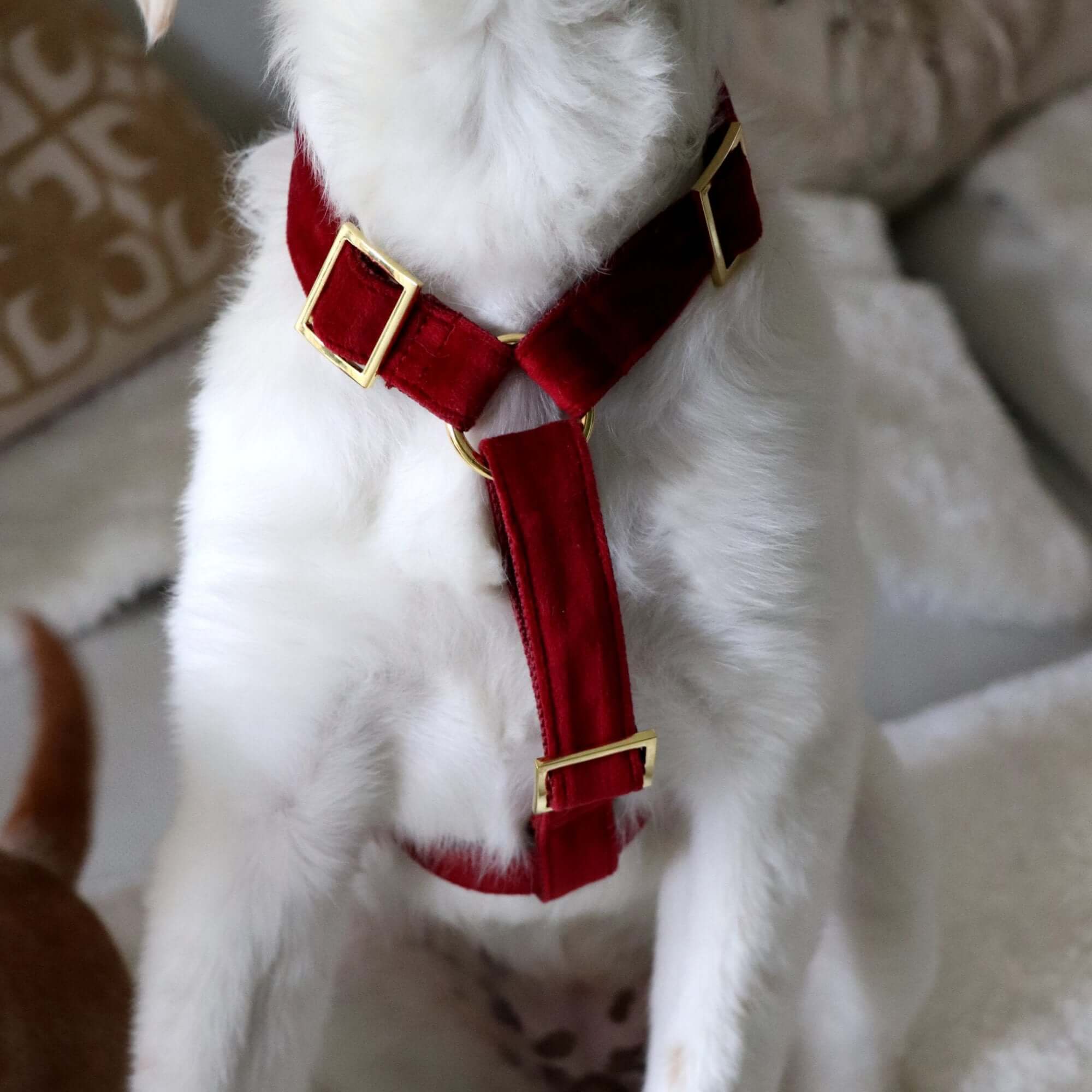 SANTA BABY dog harness
