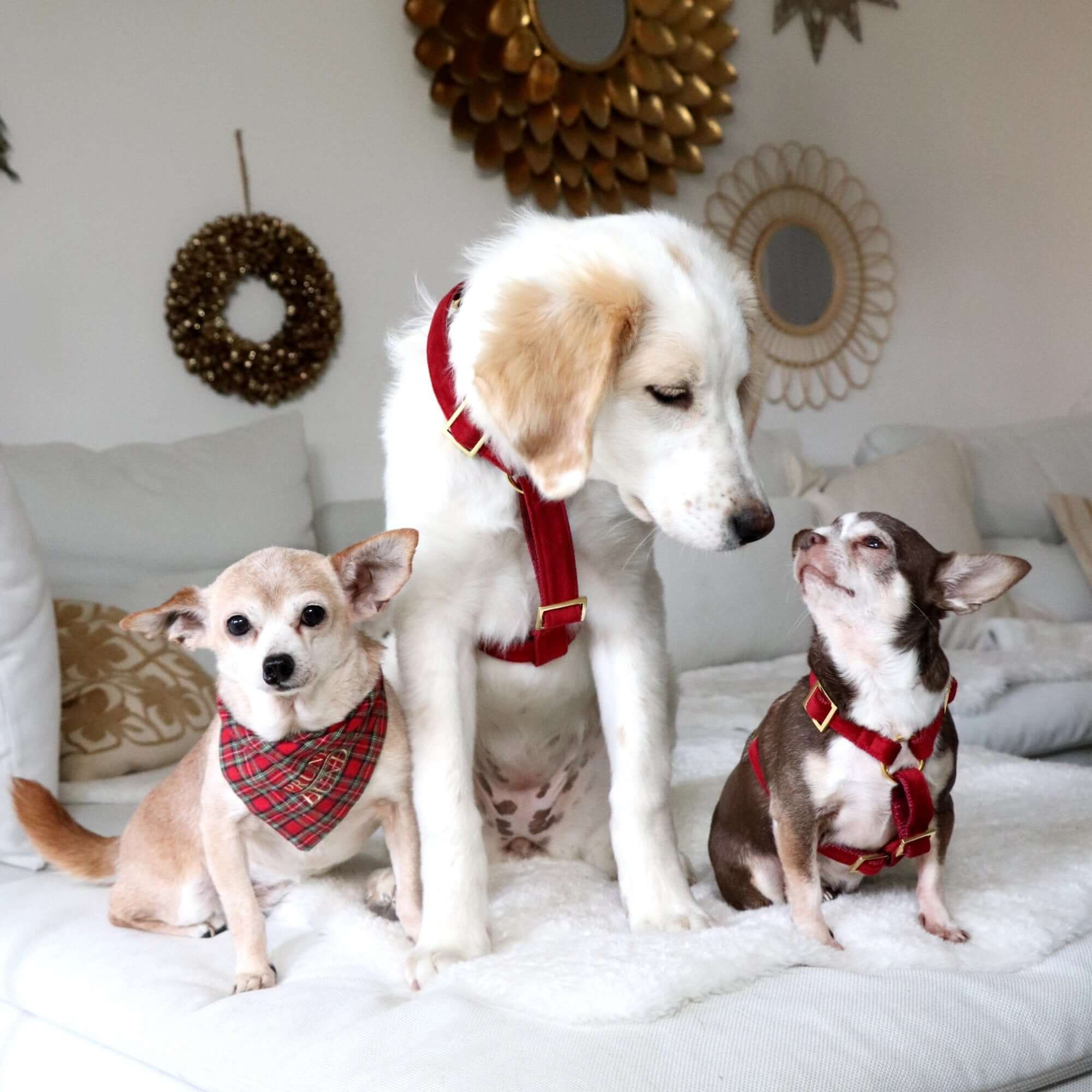 SANTA BABY dog harness
