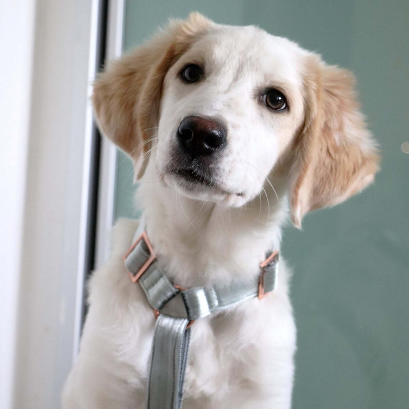 Dog harness MOON SHADOW