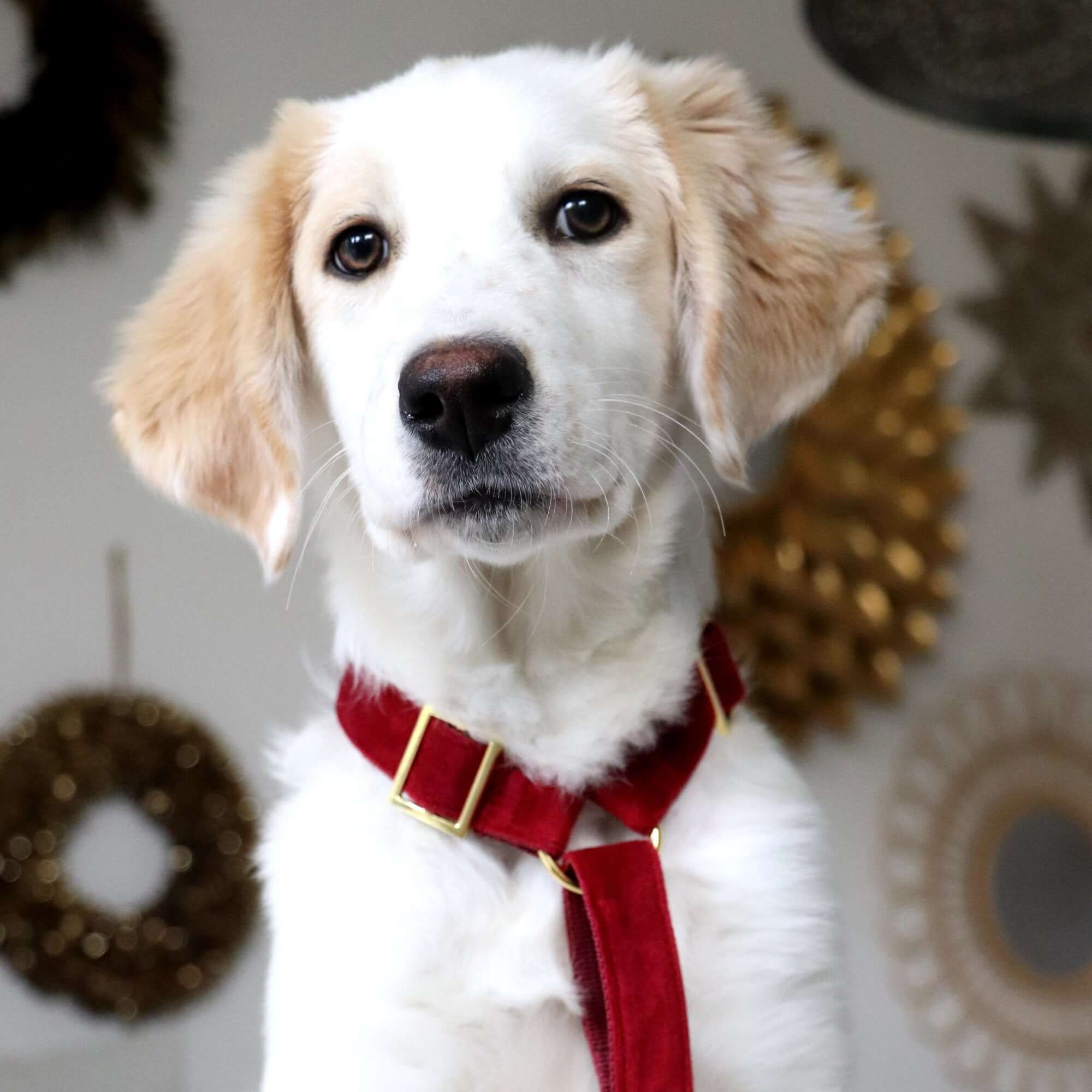 SANTA BABY dog harness