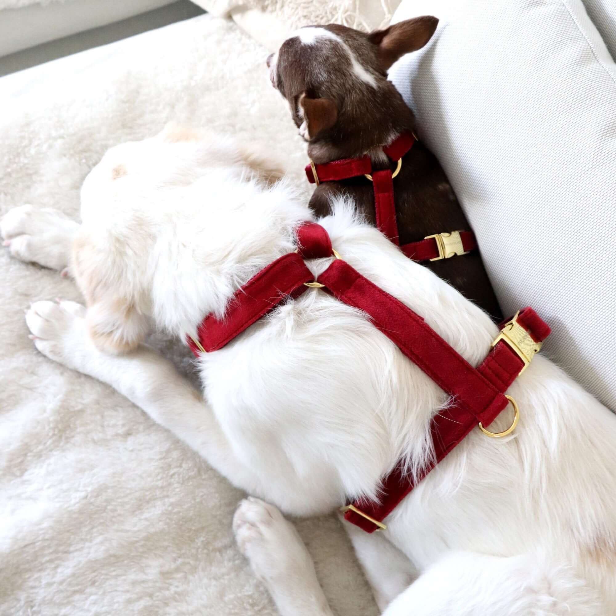 SANTA BABY dog harness