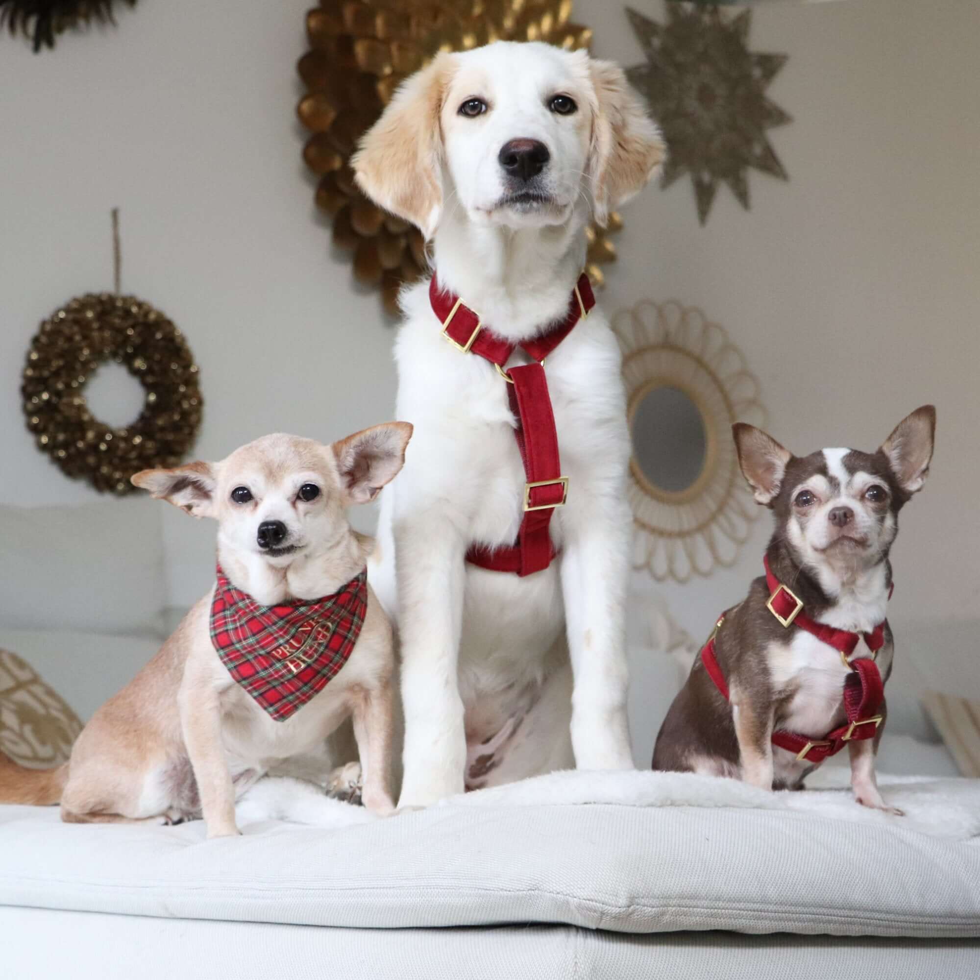 SANTA BABY dog harness