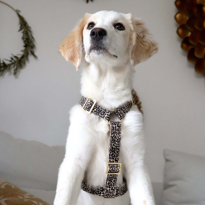 Xxs dog harness pets at home hotsell
