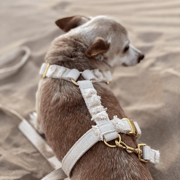 Dog harness NOMAD cream