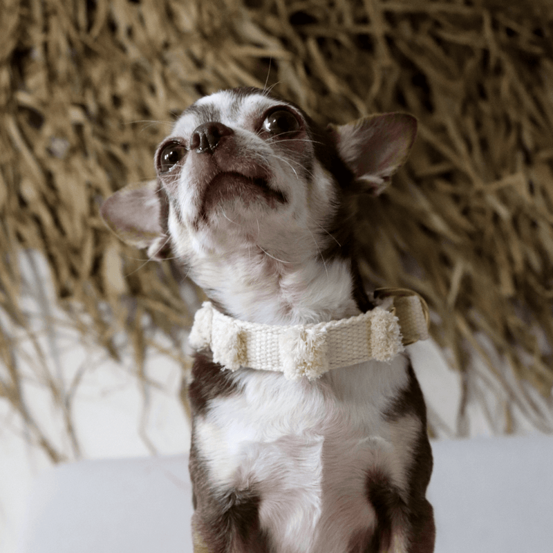 Collar NOMAD cream