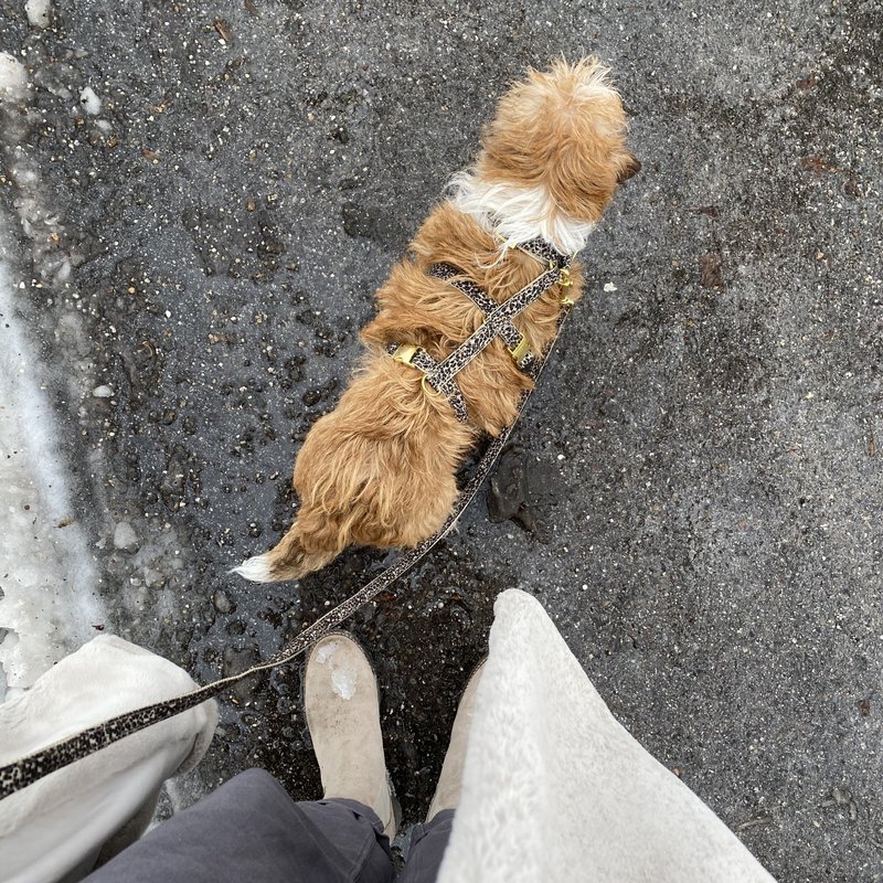 Dog harness WILD LIFE
