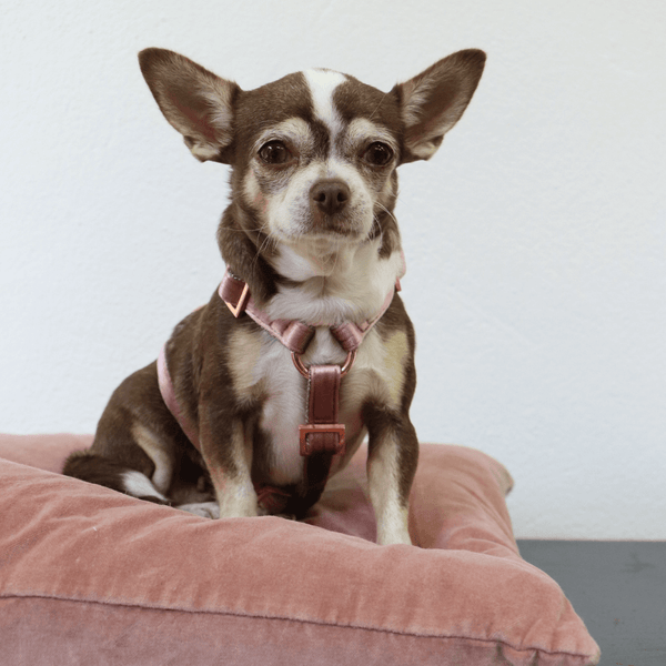 Dog harness PASTEL POWDER