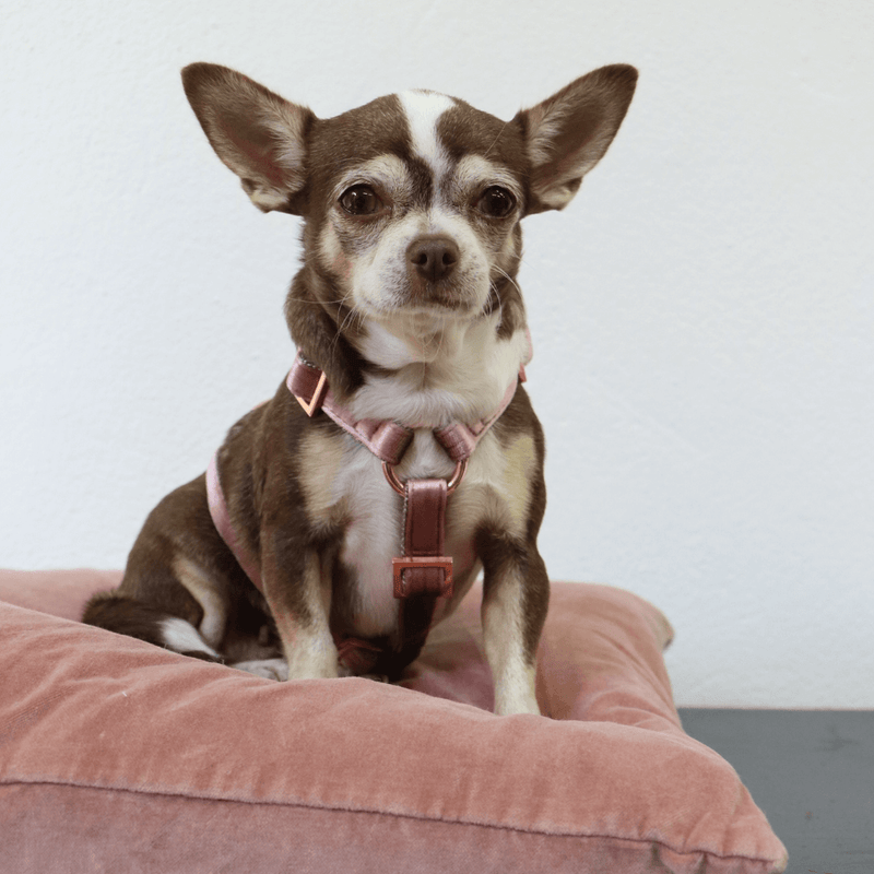 Hundegeschirr PASTEL POWDER