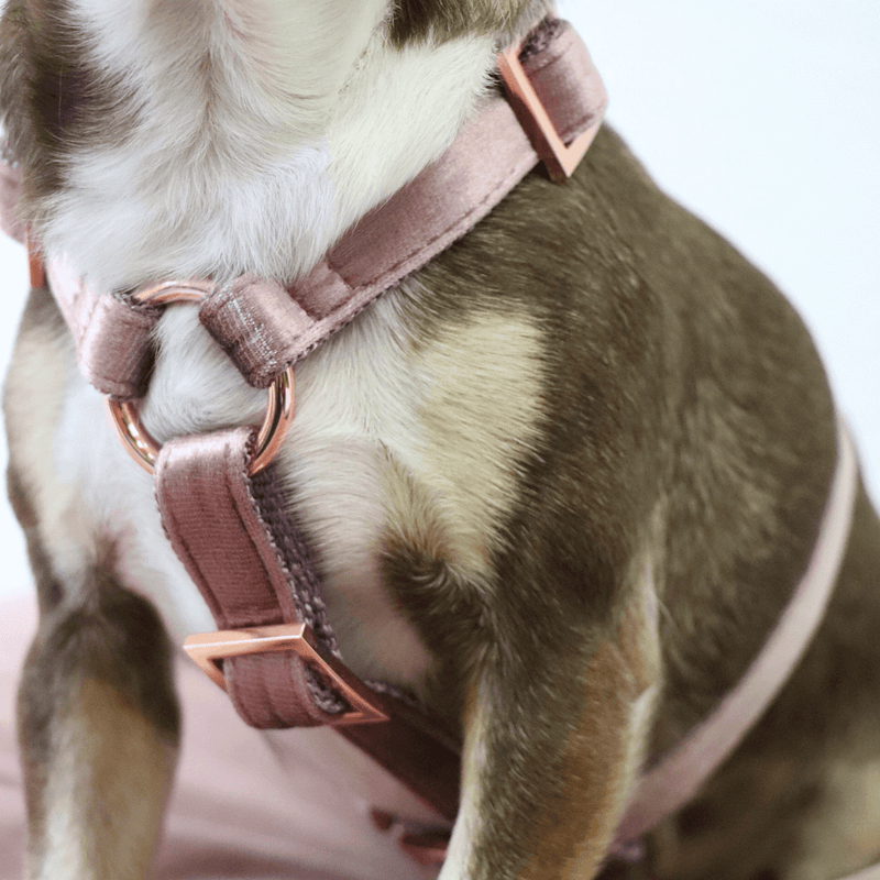 Dog harness PASTEL POWDER
