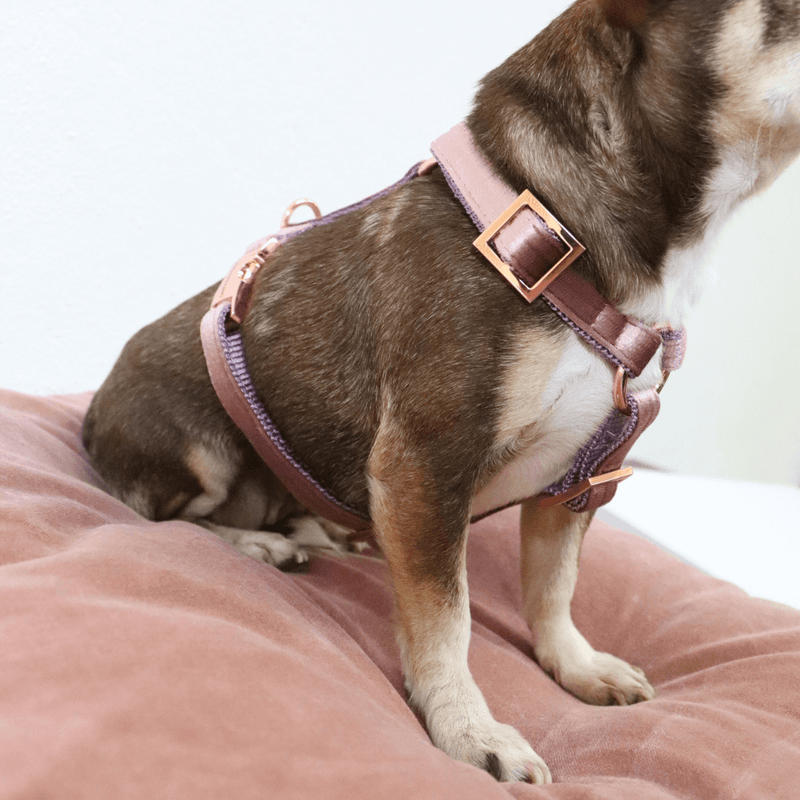 Hundegeschirr PASTEL POWDER
