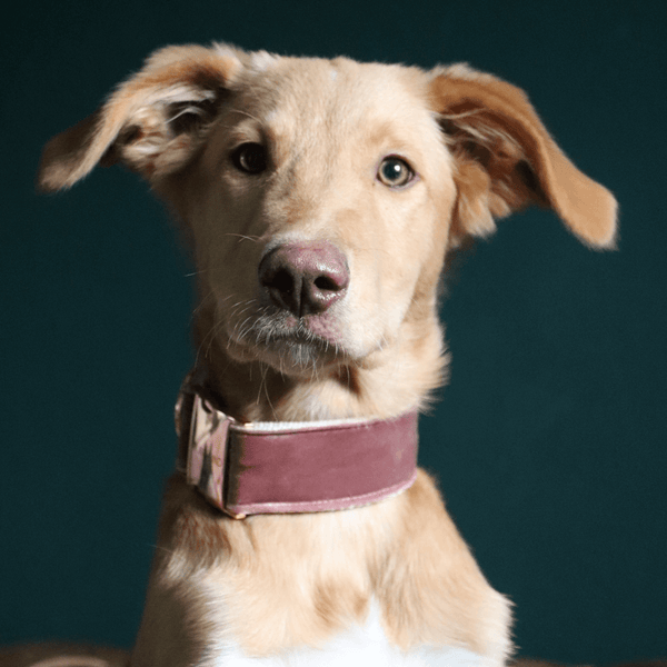 Collar PASTEL POWDER