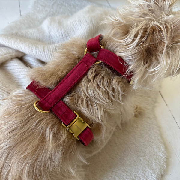 SANTA BABY dog harness