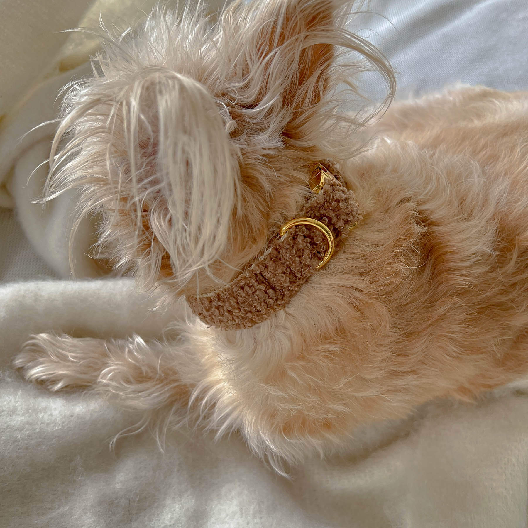 TEDDY tan collar