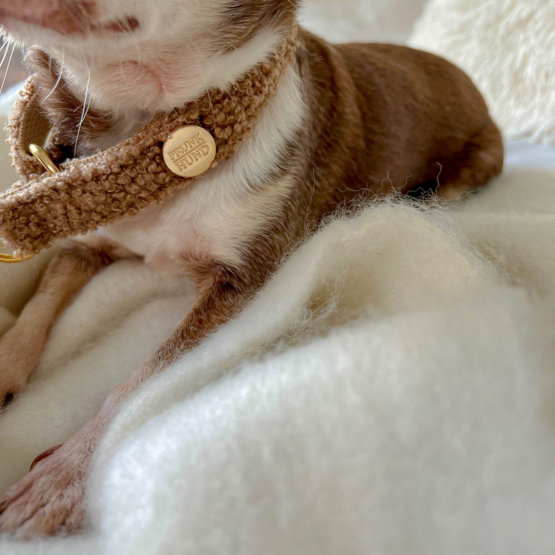 TEDDY tan marginale collar