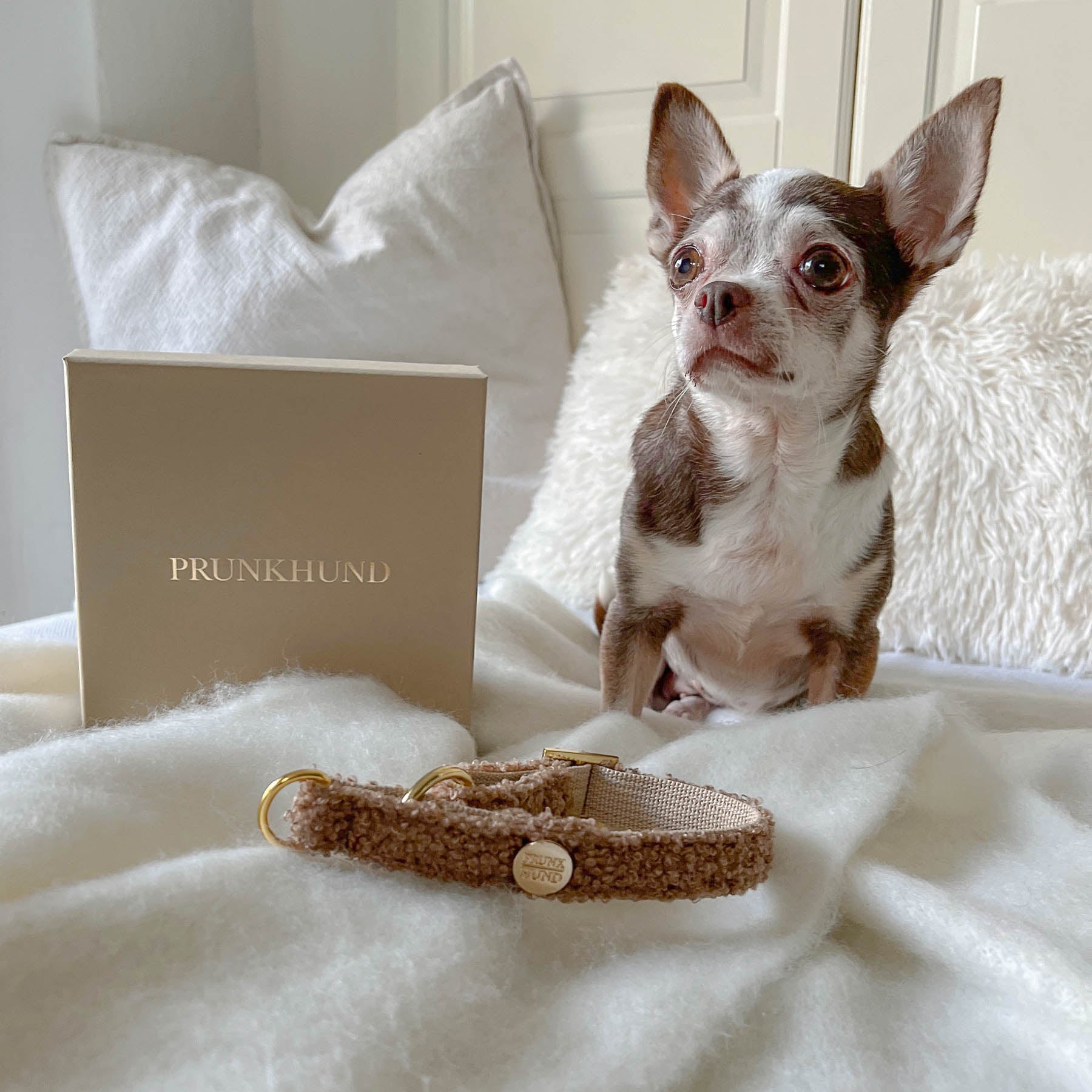 TEDDY tan marginale collar