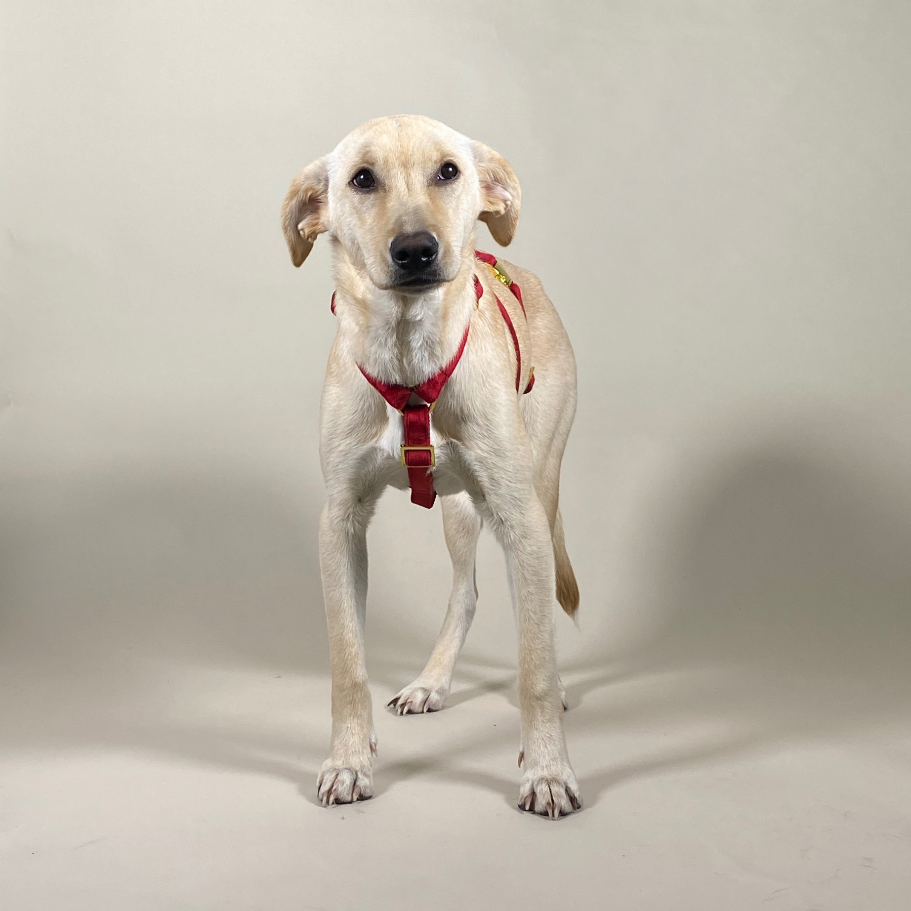 Dog harness WILD LIFE