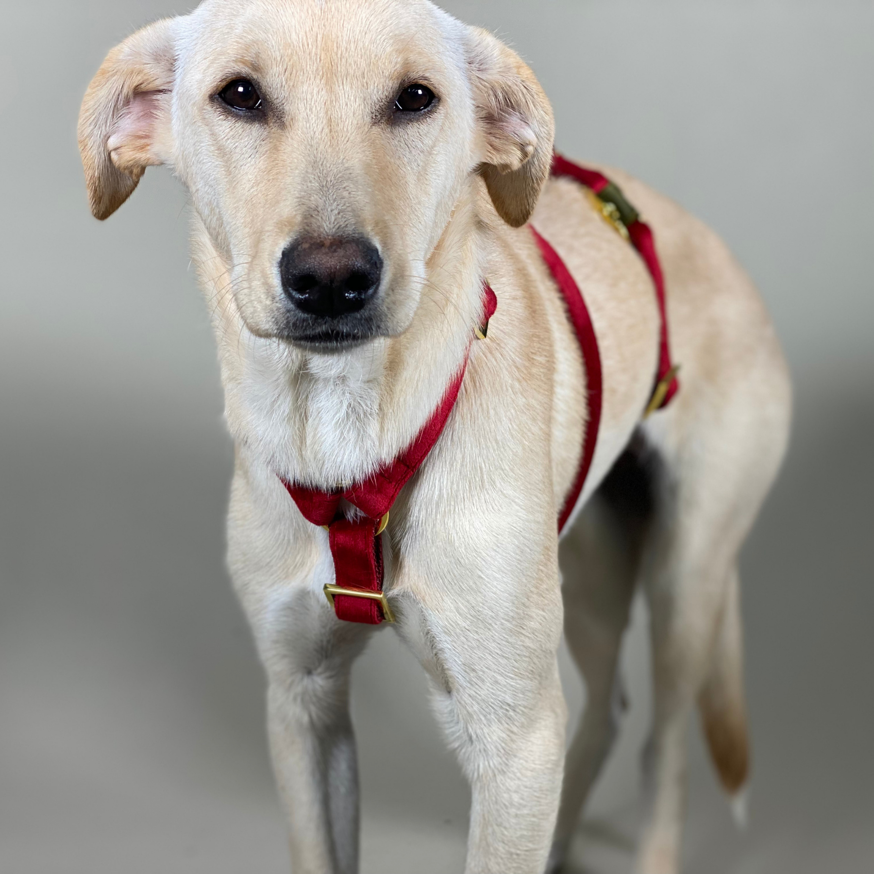 Dog harness WILD LIFE