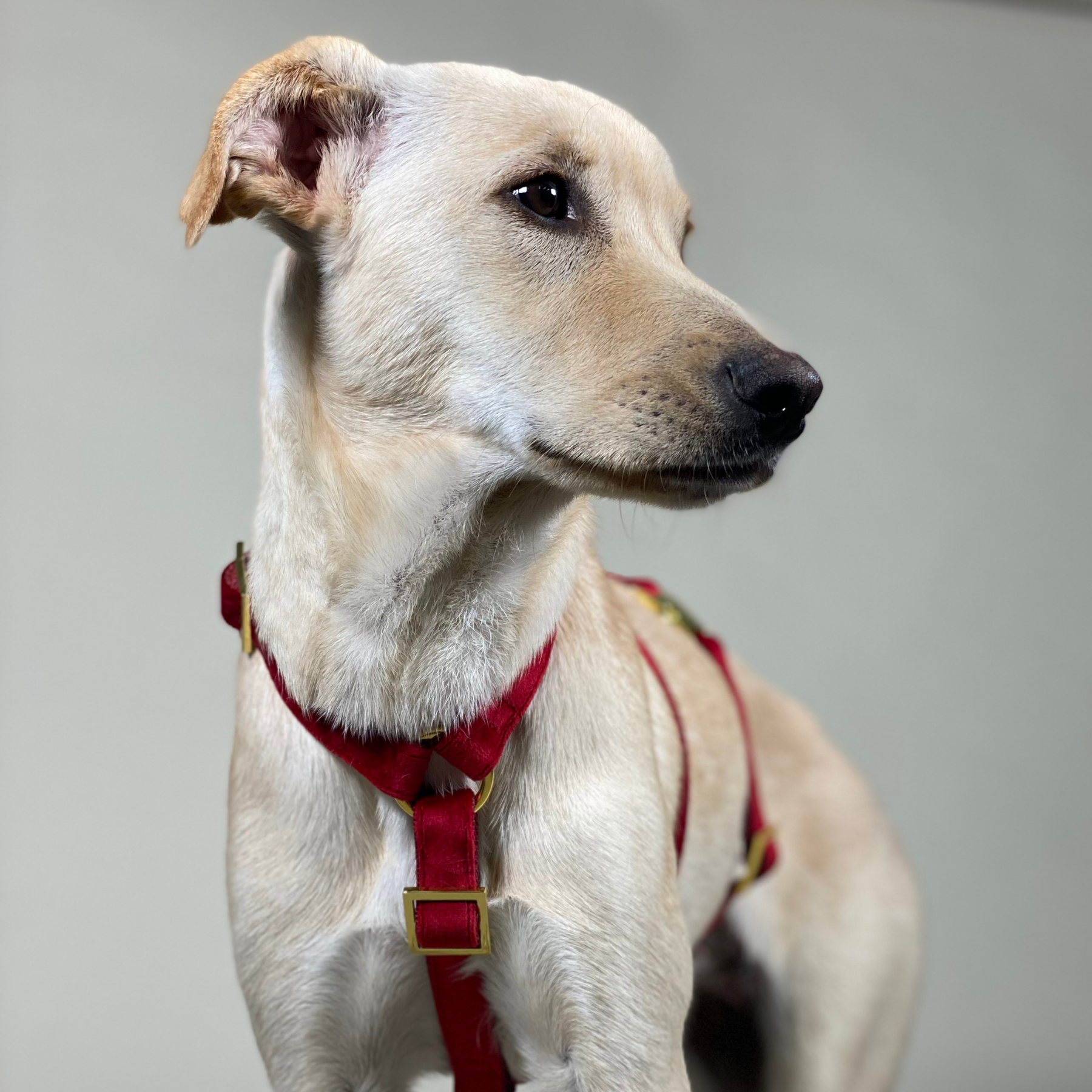 Dog harness WILD LIFE