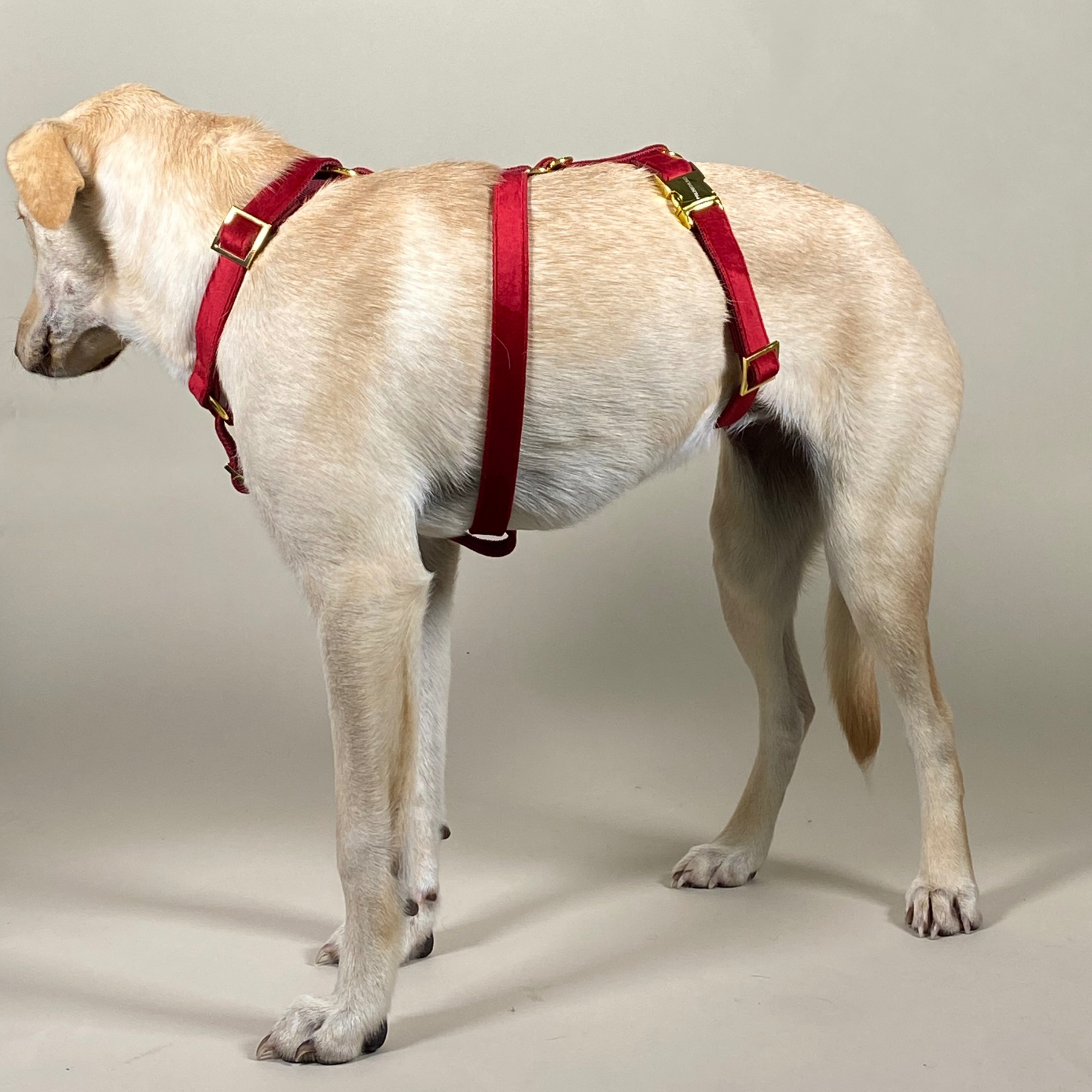 Dog harness WILD LIFE