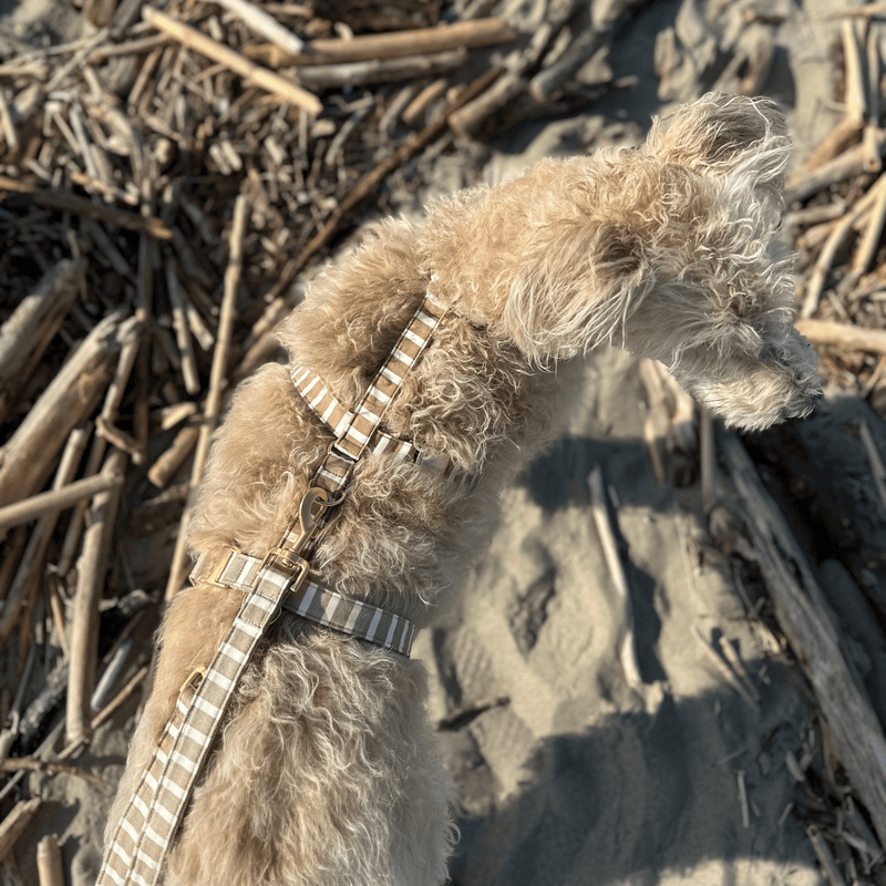 Sicherheitsgeschirr LIDO SAND