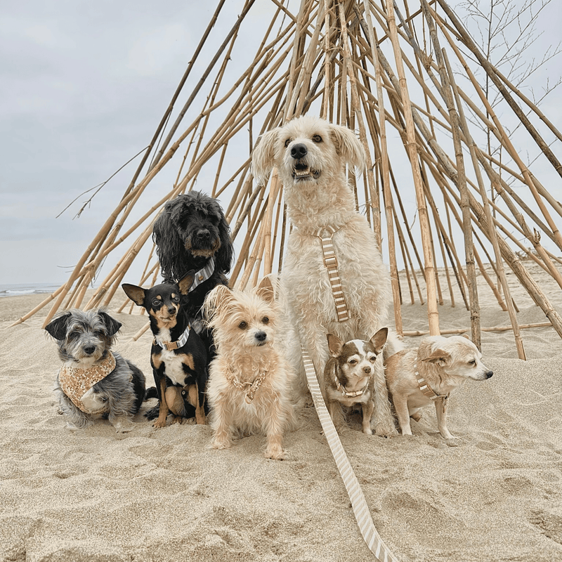 Sicherheitsgeschirr LIDO SAND