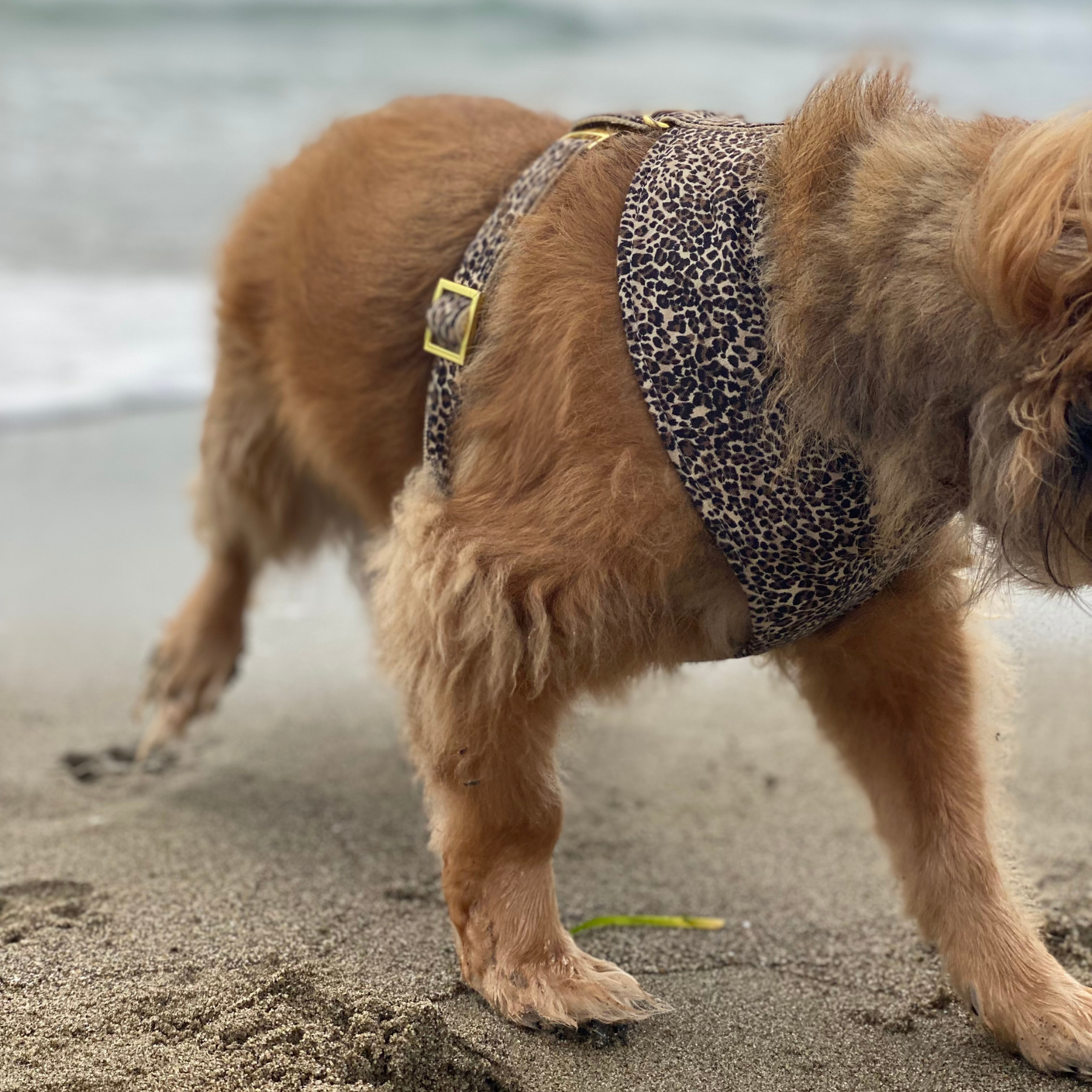 WILD LIFE soft harness