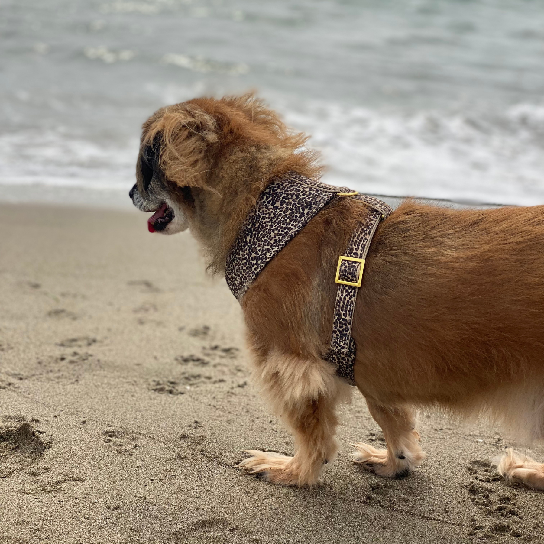 WILD LIFE soft harness