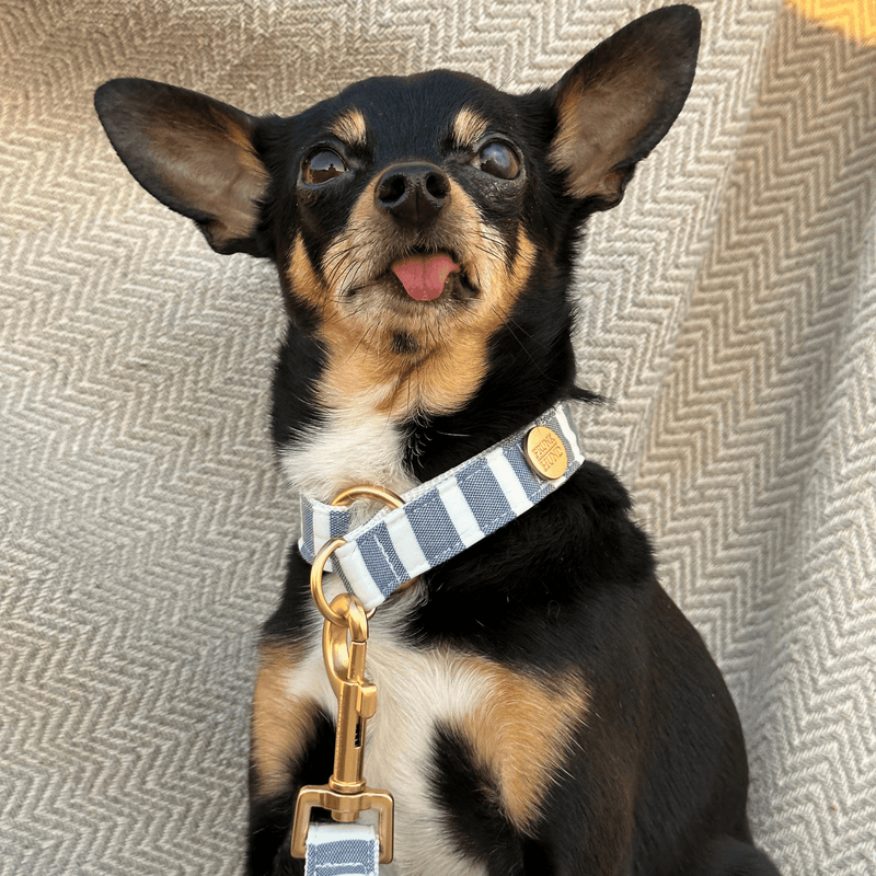 LIDO BLUE collar