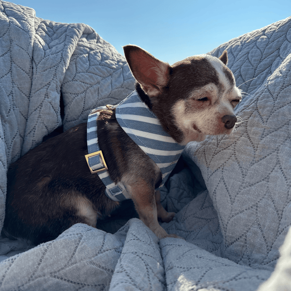 LIDO BLUE soft harness