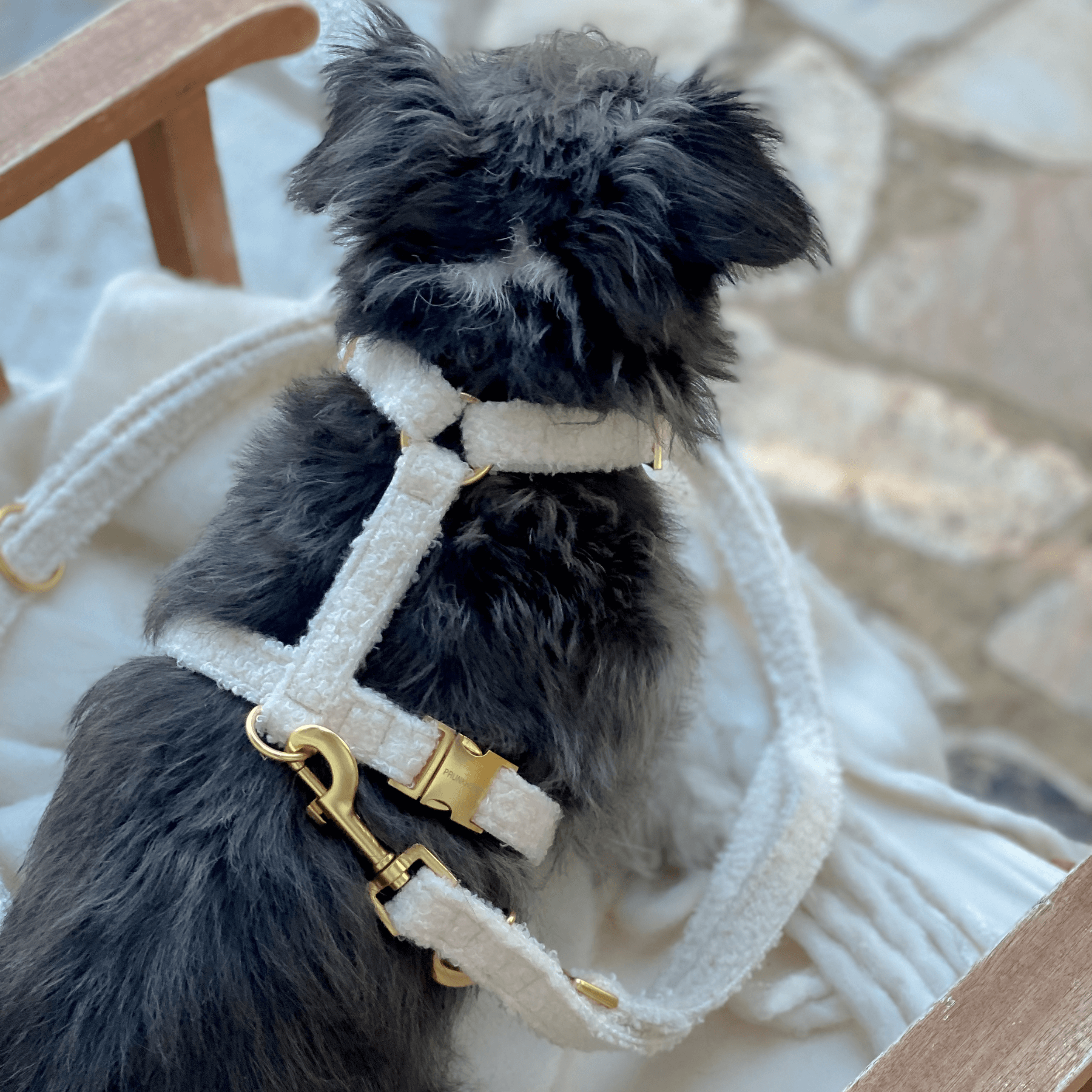 TEDDY cream dog harness