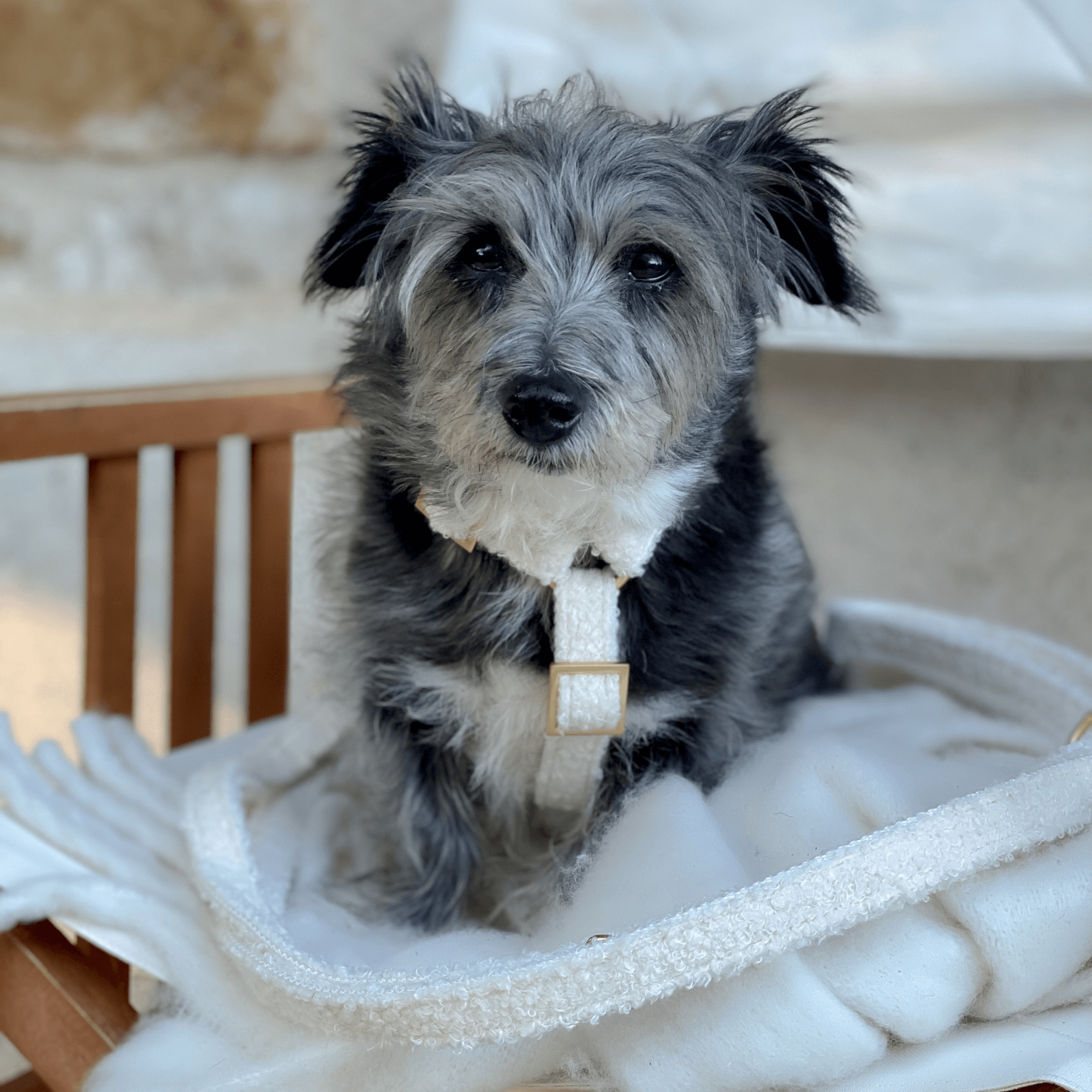 TEDDY cream dog harness