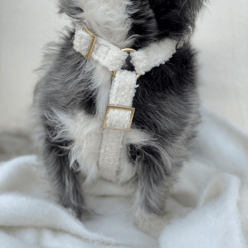 TEDDY cream dog harness