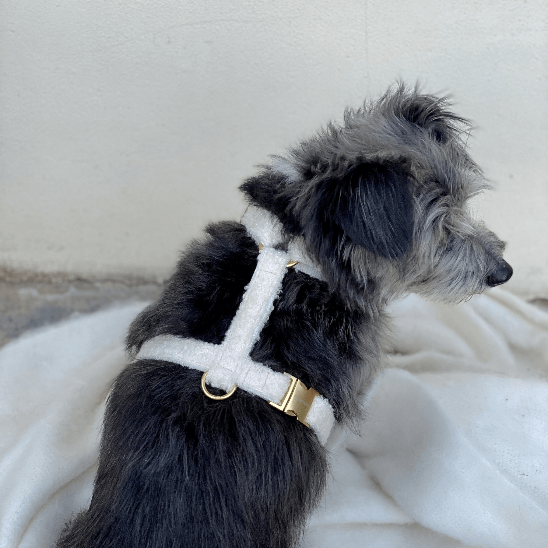 TEDDY cream dog harness