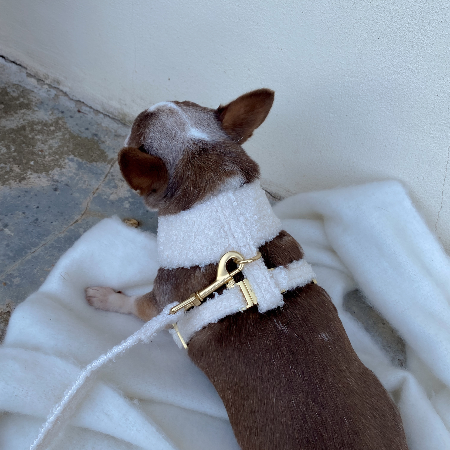 TEDDY cream leash