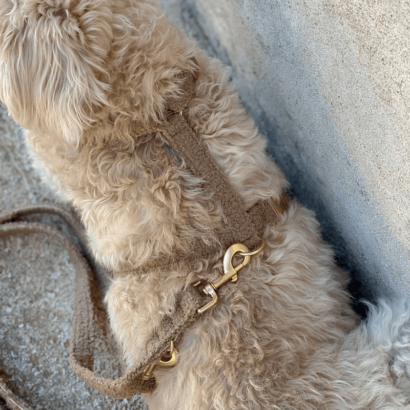 TEDDY tan dog harness
