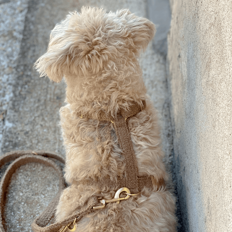 TEDDY tan dog harness