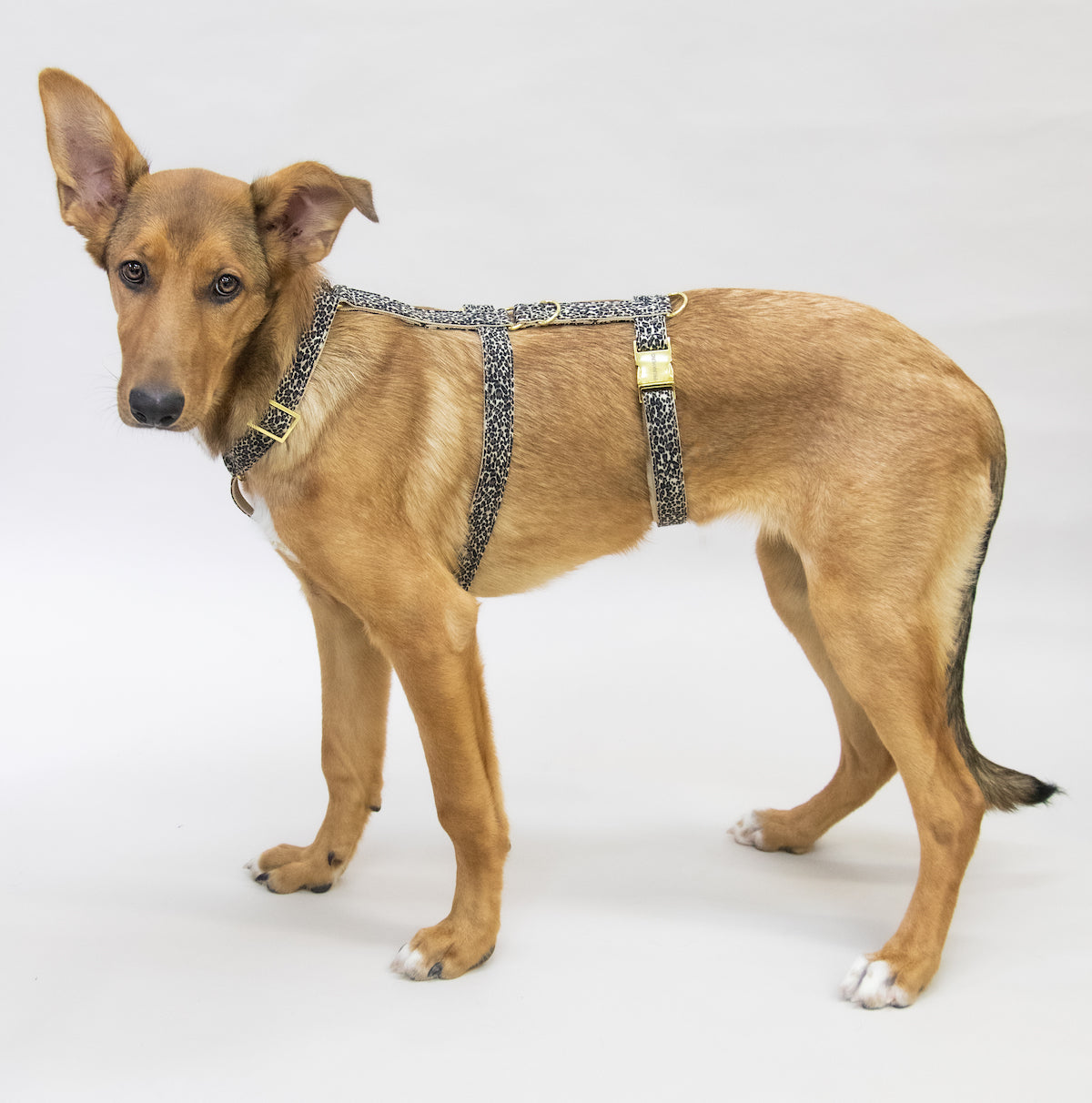 Dog harness WILD LIFE